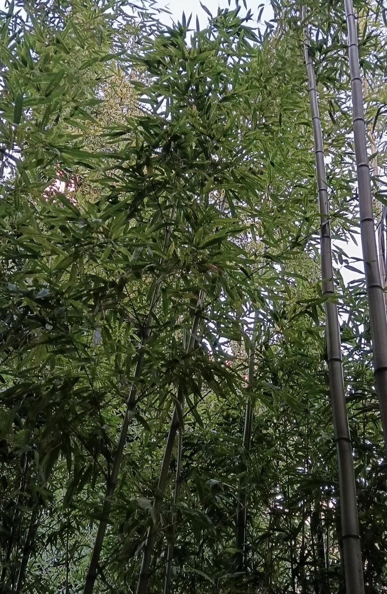 Bamboo Oasis Apartment With Terrace In The Garden And Free Parking, Риека Экстерьер фото